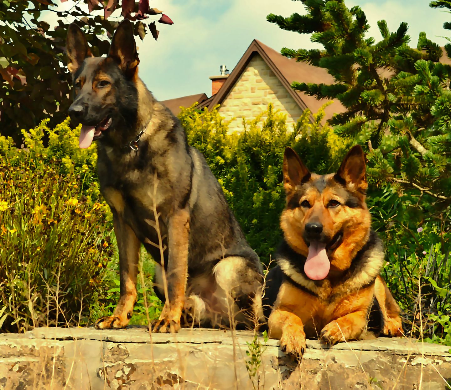 Mature german shepherd 2024 dogs for sale