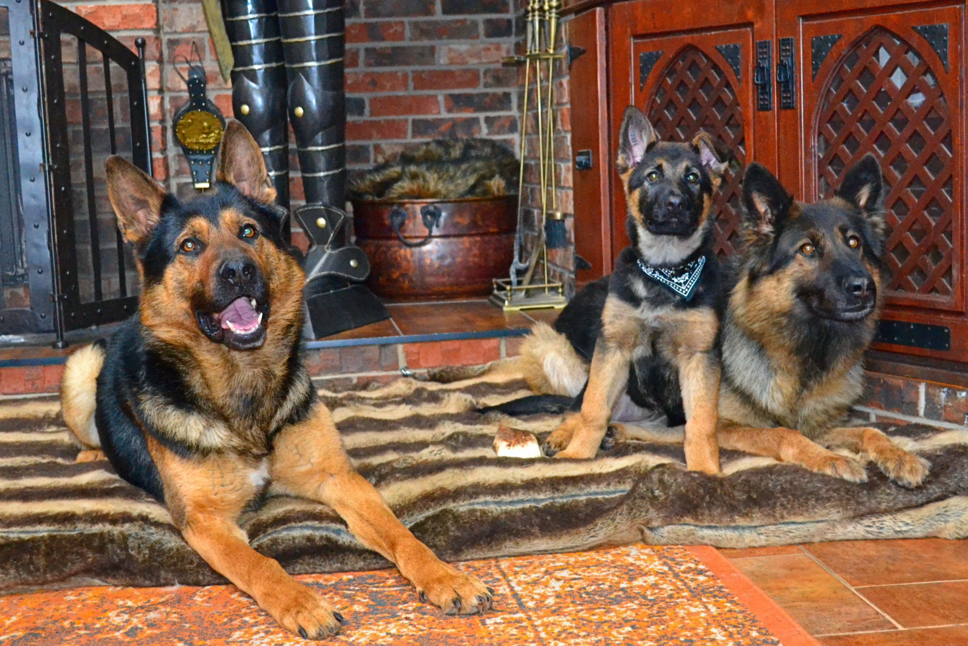 german shepherd puppies ontario dog trainer training work